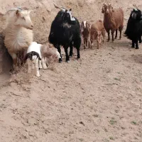 بززاییده جملی پرشیر دونه شانزده نیم