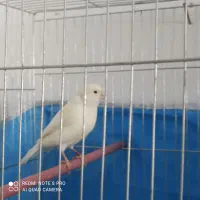 قناری وایت فاکتور