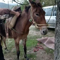 فروش قاطر|حیوانات مزرعه|گوراب زرمیخ, |دیوار