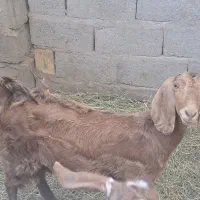 گیسه وبوقلمون|حیوانات مزرعه|گنبکی, |دیوار