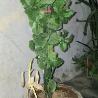 فروش انواع گل|گل و گیاه طبیعی|کیش, |دیوار