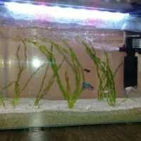 اکواریوم پلنت