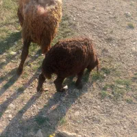 میش بره دار و میش جمعی