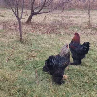 خروس برهما|حیوانات مزرعه|جلفا, |دیوار