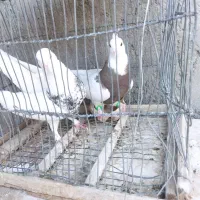 نرماده طوقی نر طوق سور ماده طوق قهوه‌ای