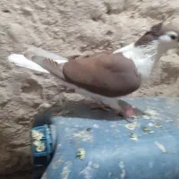 پولک و ساده کاکلی|پرنده|تربت‌حیدریه, منظر|دیوار