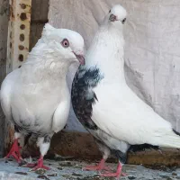 کبوتر دمبی سار کله و دم سفید
