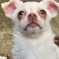 شیواوا توله