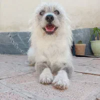 سگ پاکوتاه