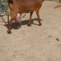 شاه بز دورگ پاکستانی دوقلوزا