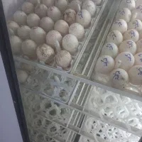 تخم بوقلمون روزانه ۱۵۰ عدد تولید