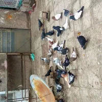 فروش۲۷کبوتر