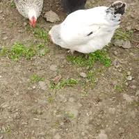 تعدادی مرغ تخمگذار محلی اصلی