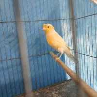 قناری نر  قرص و ماده آماده