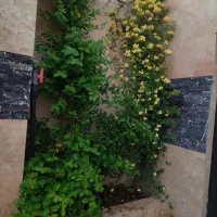 خانه ویلا 500 متری مجتمع گوهر هشتم|فروش خانه و ویلا|مشهد, کلاکوب|دیوار