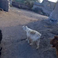 دو رس گوسفند یه کیسه هنوز نداده