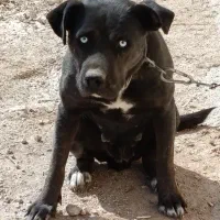 واگذاری اصل نجاد پیتبول بلو