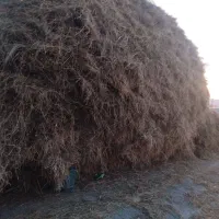 یونجه