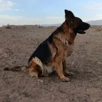 سگ ژرمن ماده