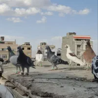 45تا جوجه بوم همه قلدر