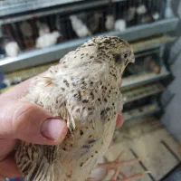 بلدرچین آماده مصرف