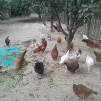 مرغ خروس محلی و گلینی|حیوانات مزرعه|کردکوی, |دیوار