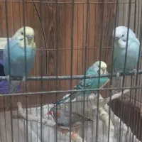 مرغ عشق ویک فنج می فروشم
