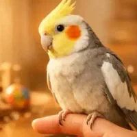 عروس هلندی