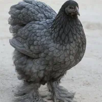 مرغ خروس و جوجه برهما لایت بلو بوف پاتریچ پورسلن|حیوانات مزرعه|مشهد, امیر|دیوار