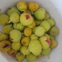 انجیر زرد.گوجه.