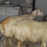 ۲راس میش