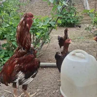 مرغ و خروس لاری و تخم مرغ لاری