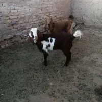 فروشی|حیوانات مزرعه|نیشابور, دربقاضی|دیوار