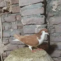 کبوتر شیخی آلیرام