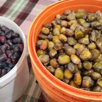 خرما رو مستقیم از باغ دار خرید کنید|خوردنی و آشامیدنی|شیراز, شهرک برق|دیوار