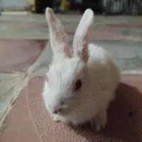 خرگوش|موش و خرگوش|نورآباد, |دیوار