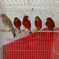 قناری سرخ،سهره،عروس
