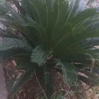 نخل سیکاس|گل و گیاه طبیعی|گرگان, |دیوار