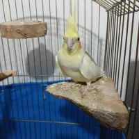 عروس هلندی ماده