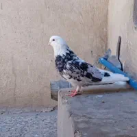 کفتر|پرنده|قرچک, زیبا شهر|دیوار