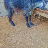 یک عدد ویک کولار  ماده