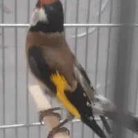 سهره خوش آواز|پرنده|تهران, صد دستگاه|دیوار