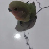 جفت برزیلی ۵تاجوجه