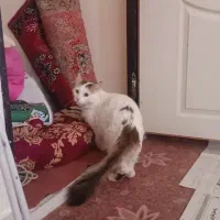 وگذاری گربه نژاد دار - رایگان|گربه|زنجان, |دیوار