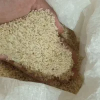 برنج
