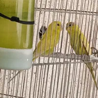 مرغ عشق نر|پرنده|شیراز, سیاه سنگ|دیوار