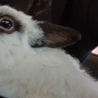 خرگوش نر