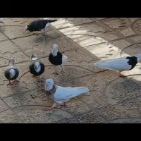 فروش کبوتر پرشی وزمینی|پرنده|ابهر, |دیوار