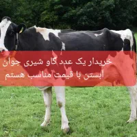 گاو جوان