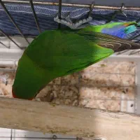 طوطی برزیلی نر|پرنده|تهران, سردارجنگل|دیوار